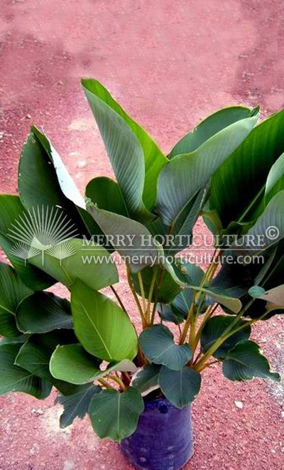 Calathea lutea